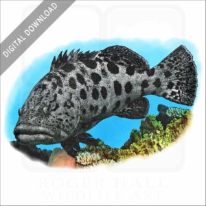 Potato Grouper or Cod stock image