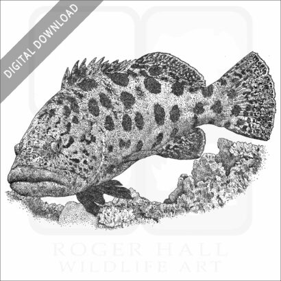 Potato Grouper or Cod