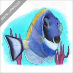 Powder Blue Tang stock image