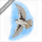 Prairie Falcon stock image