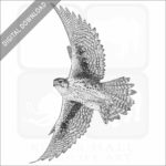 Prairie Falcon