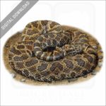 Prairie Massasauga stock image
