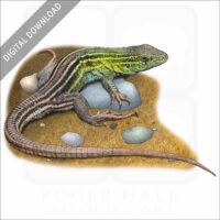 Prairie Racerunner stock image
