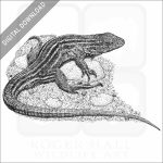 Prairie Racerunner