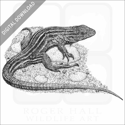 Prairie Racerunner