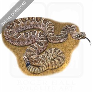 Prairie Rattlesnake stock image