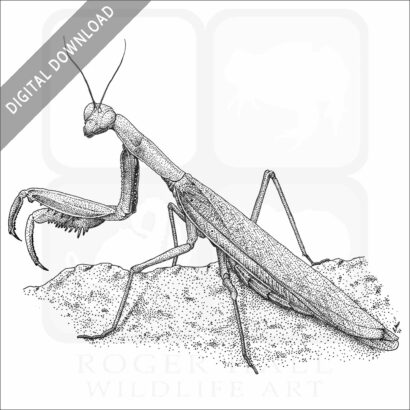 European Mantis