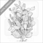 Prickly Pear Cactus stock image