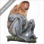 Proboscis Monkey stock image