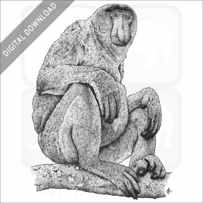 Proboscis Monkey