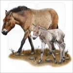 Przewalski's Horse illustration