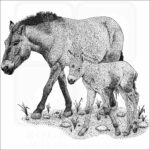 Przewalski's Horse