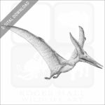 Pteranodon or Pterodactyl