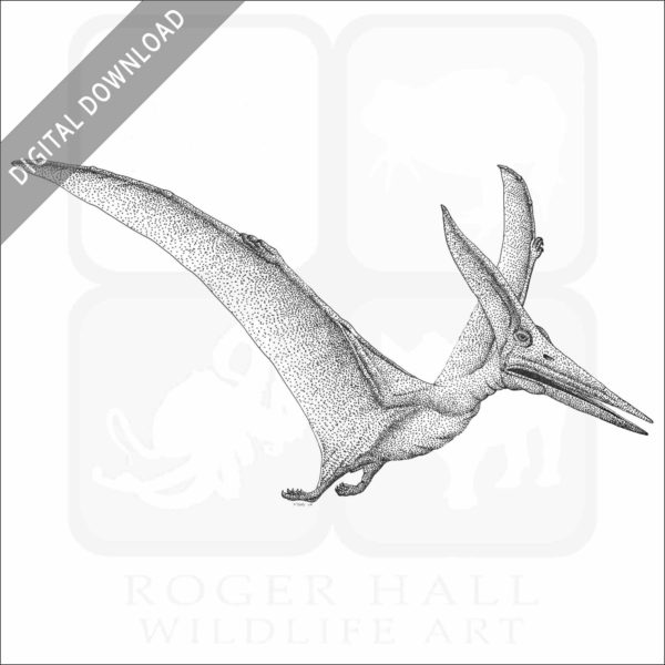 Pteranodon or Pterodactyl