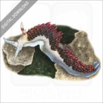 Hilton's Aeolid stock image