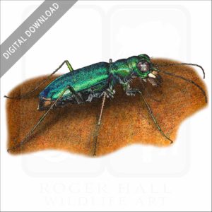 Punctured Tiger Beetle stock image
