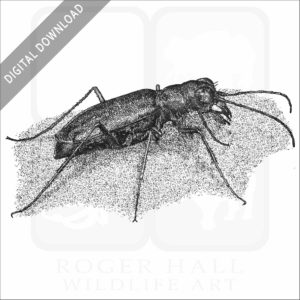 Punctured Tiger Beetle