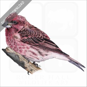 Purple Finch stock image