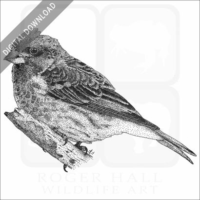 Purple Finch