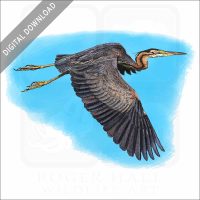 Purple Heron stock image