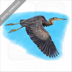 Purple Heron stock image