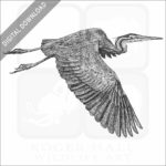 Purple Heron