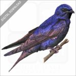 Purple Martin stock image