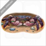 Purple Shore Crab stock image