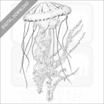 Purple-Striped Jellyfish
