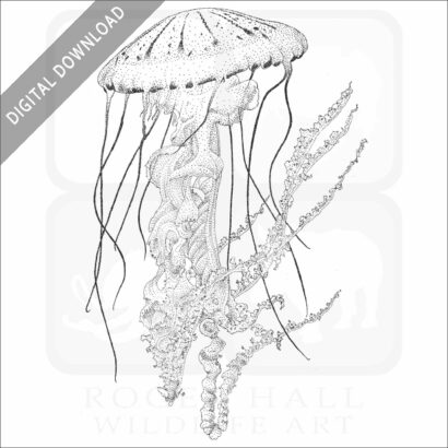 Purple-Striped Jellyfish