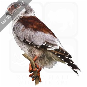 African Pygmy Falcon stock image