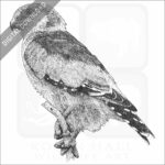 African Pygmy Falcon