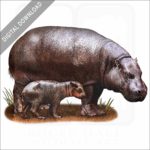 Pygmy Hippopotamus and young stock image