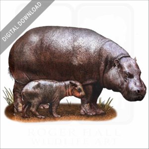 Pygmy Hippopotamus and young stock image
