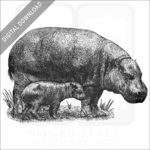 Pygmy Hippopotamus and young