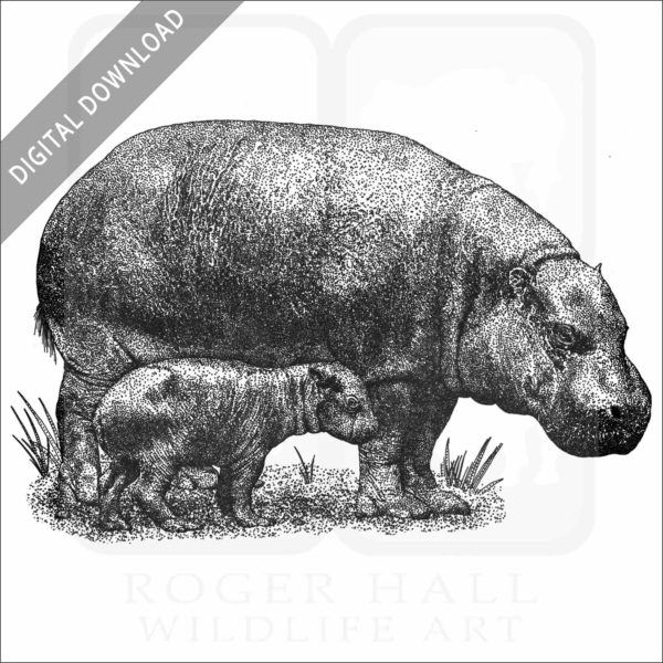 Pygmy Hippopotamus and young