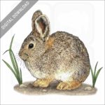 Pygmy Rabbit stock image