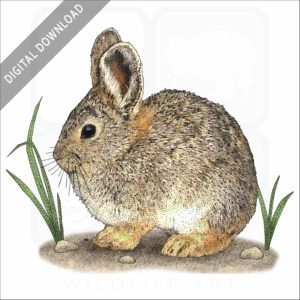Pygmy Rabbit stock image