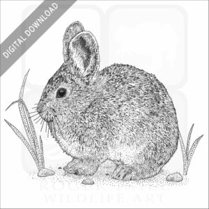 Pygmy Rabbit