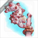 Bargibant's Seahorse or Pygmy Seahorse stock image