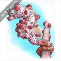 Bargibant's Seahorse or Pygmy Seahorse stock image