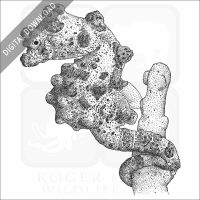 Bargibant's Seahorse or Pygmy Seahorse