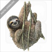 Pygmy Three-Toed Sloth stock image