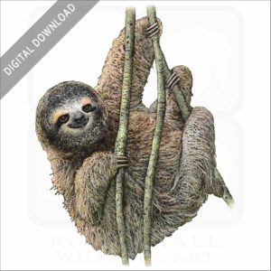 Pygmy Three-Toed Sloth stock image