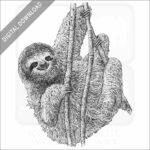 Pygmy Three-Toed Sloth