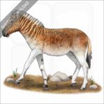 Quagga stock image