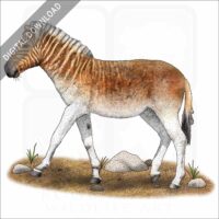 Quagga stock image
