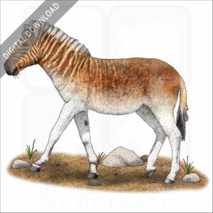 Quagga stock image
