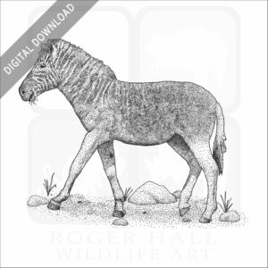 Quagga