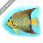 Queen Angelfish illustration